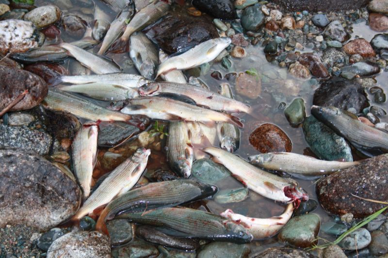 Хариус кантегирский